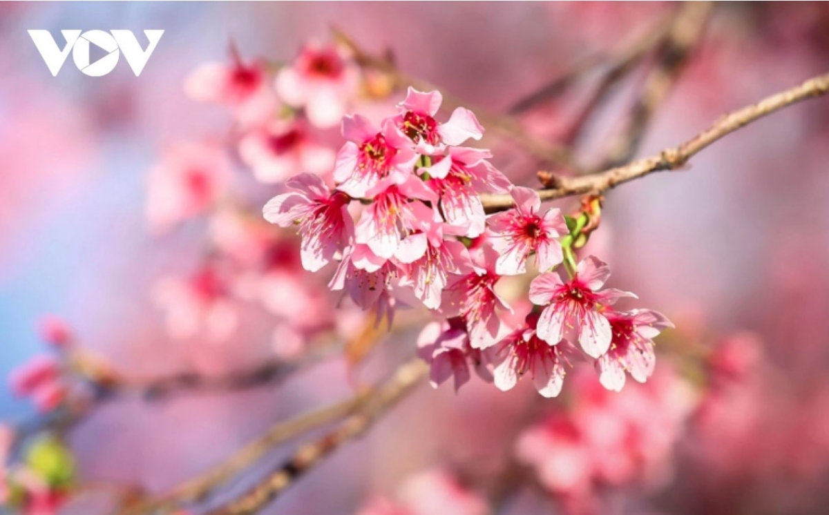 Da Lat to host cherry blossom festival 2026
